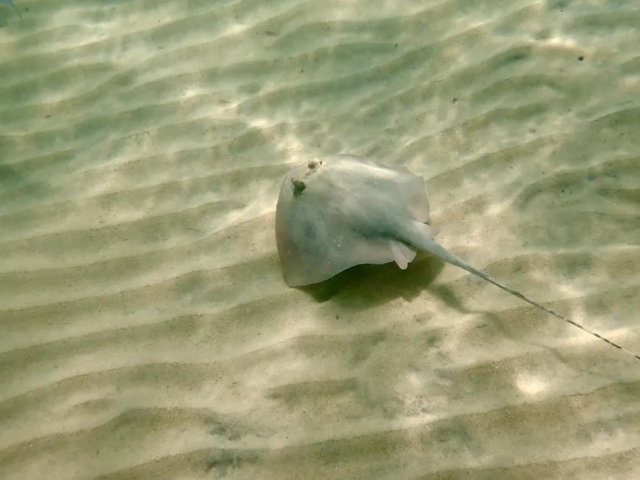 Buceo en Tioman