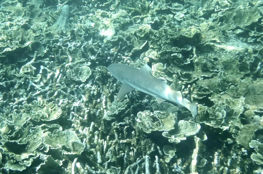 Snorkel en Tioman y un tiburón