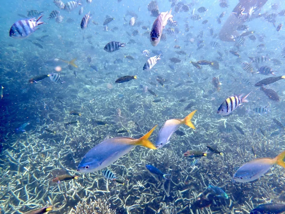 Snorkel en Tioman y peces