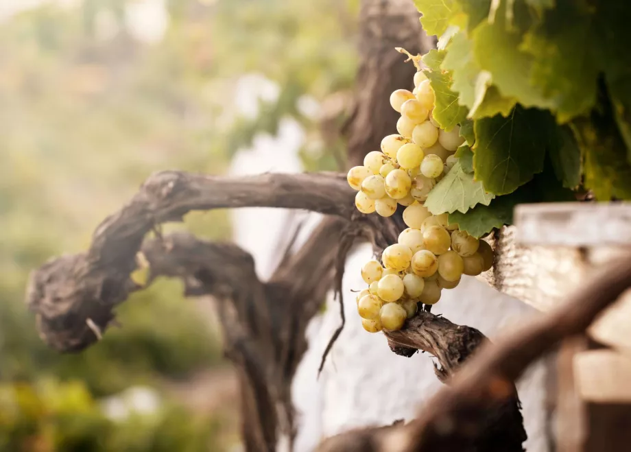 Museo del Vino de Santorini